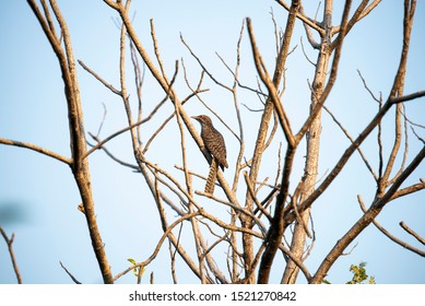 A female asian koel is perching silently on a tree branch.