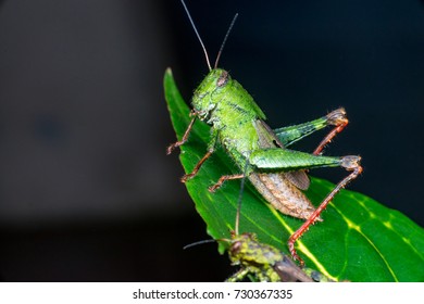 107 Dichromorpha viridis Images, Stock Photos & Vectors | Shutterstock