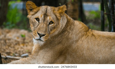 A female Asiatic lion sits regally, locking eyes with the viewer, showcasing her majestic presence and intense gaze in close-up detail. - Powered by Shutterstock