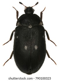 Female Of Attagenus Pellio The Fur Beetle Or Carpet Beetle From The Family Dermestidae A Skin Beetles. Isolated On A White Background