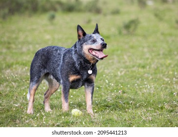 163 Female blue heeler Images, Stock Photos & Vectors | Shutterstock