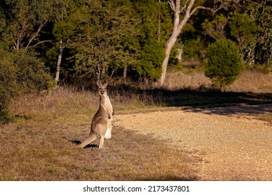 A Female Australian Kangaroo With A Joey In Her Pouch Looking Around The Sapphire Wetlands Reserve Beside A Footpath.