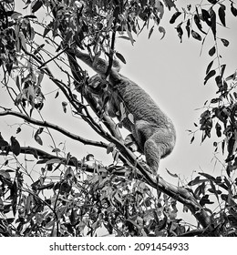 A Female Australian Koala Climbing The Branch Of A Eucalyptus Tree With A Joey In Her Pouch