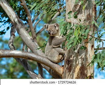 A Female Australian Koala With A Joey In Her Pouch Sitting In A Gum Tree