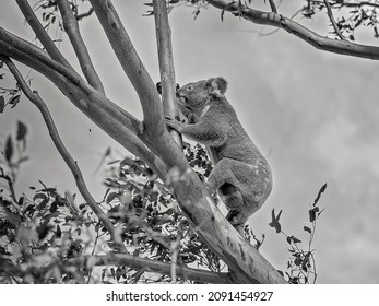 A Female Australian Koala With A Joey In Her Pouch Climb The Branch Of A Eucalyptus Tree