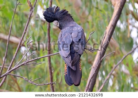 Female Australian Red-tailed Black Cockatoo