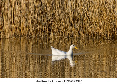 Female Aylesbury Pekin Duck Swimming On A Calm Lake At  A Golden Spring Sunset