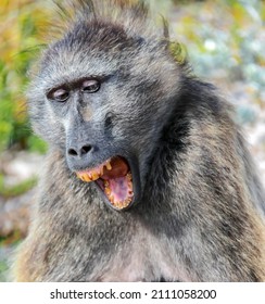 Female baboon yawns opening her mouth with sore teeth. Monkey with an open mouth shows teeth with caries and tartar. 