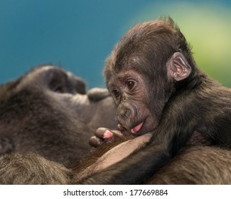 Female Baby Gorilla Hugging Her Mother