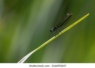 Female Banded Demoiselle Damselfly (Calopteryx Splendens). Beautiful, Peaceful Nature Scene In Summer.