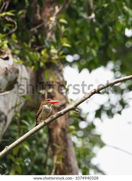 \
A female\
Banded Kingfisher bird (Lacedo pulchella) on the branch with\
fantastic green forest background, Thailand.\
