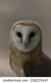 Female Barn Owl Close Up