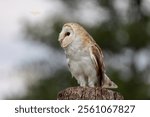 A female Barn Owl perched on a tree stump