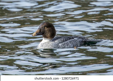 A Female Barrows Goldeneye  In A North Idaho Lake.