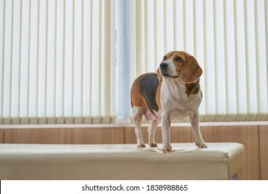 Female Beagle Dog Standing On Bed In Pet Hospital , Healthcare Service Concept