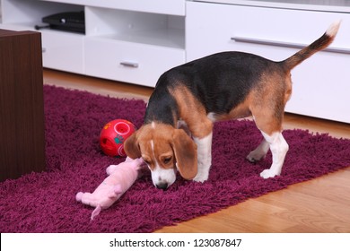 Female Beagle Puppy Inside A Modern Apartment Playing With An Interactive Ball