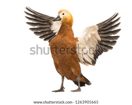  female Beautiful bright red duck (Ogar) isolated on white background (In Slavic mythology and Buddhism, this bird was considered sacred)