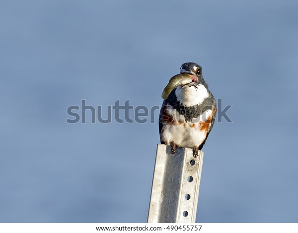 Female Belted Kingfisher Eating Fish Stock Photo (Edit Now) 490455757