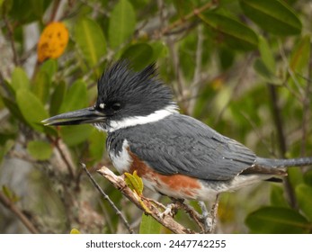 Female belted kingfisher at the Merritt Island National Wildlife Refuge in Florida - Powered by Shutterstock