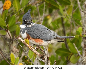 Female belted kingfisher at the Merritt Island National Wildlife Refuge in Florida - Powered by Shutterstock