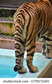 Female Bengal Tiger Tail  View From The Back