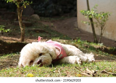 Female Bichon Frisé Breed Dog Resting On The Grass