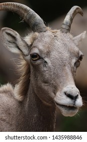 A Female Big Horn Sheep