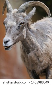 A Female Big Horn Sheep