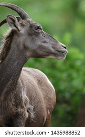 A Female Big Horn Sheep