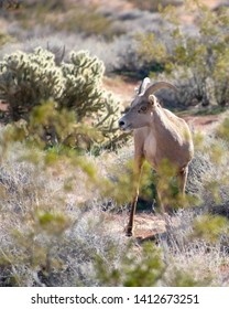 Female Big Horn Sheep Among The Cacti