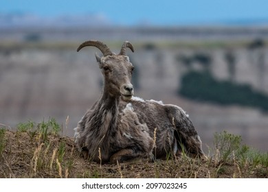 Female Big Horn Sheep  Molting In Summer Heat In Badlands National Park