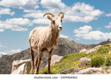 Female Big Horn Sheep On Mt. Evans