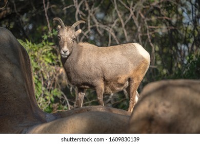 Female Big Horn Sheep On A Rocky Slope. 