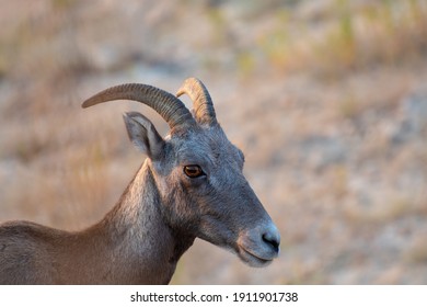 Female Big Horn Sheep At Sunrise