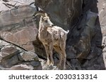 Female Bighorn Sheep - A female Bighorn sheep standing on a steep rocky cliff at side of Saint Mary Lake on a sunny Spring day. Glacier National Park. Montana, USA.