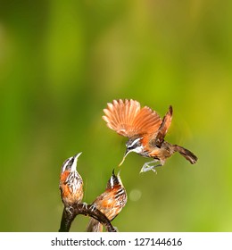 Female Bird Feeding A Hungry Baby