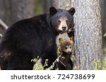 female Black Bear Ursus americanus with a brown cub along Robert Campbell Highway, near Watson lake, Yukon, Canada