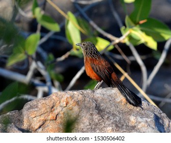 A Female Black Grasswren At Mitchell Plateau, Western Australia