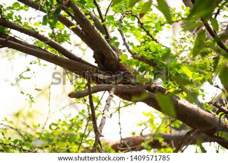 Similar – Image, Stock Photo Playing cats Climbing