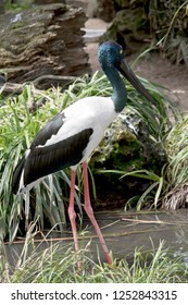 The Female Black Necked Stork Is A Very Tall Bird