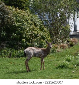 Female Black Tail Deer Standing On Grass. 