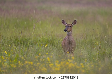 A Female Black Tailed Deer Standing In A Field Of Tall Green Grass And Yellow Wildflowers.