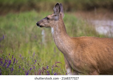 A Female Black Tailed Deer Takes A Stroll Through A Meadow Of Tall Green Grass And Purple Flowers.