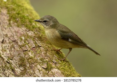 Female Black Throated Blue Warbler In Spring