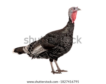  female black turkey isolated on white background.