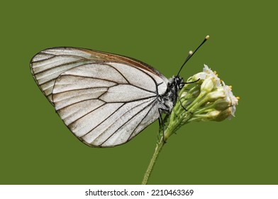 A Female Black Veined White Butterfly (