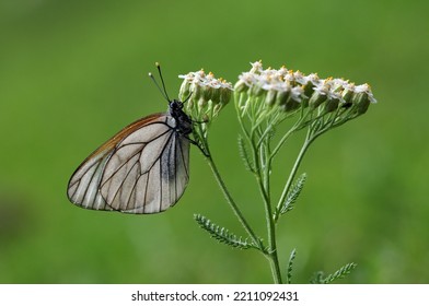 A Female Black Veined White Butterfly (Aporia Crataegi)