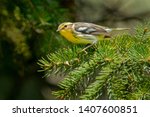 A female Blackburnian Warbler is perched on an evergreen branch. Ashbridges Bay Park, Toronto, Ontario, Canada.