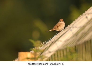 Female Blackcap Perched On Fence At West Stow, Suffolk