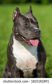 Female Blue Brindle American Staffordshire Terrier Dog Or AmStaff Closeup On Nature